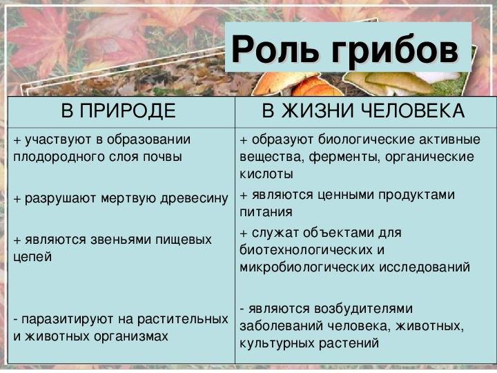 Грибы и их значение в природе и жизни человека 7 класс презентация технология