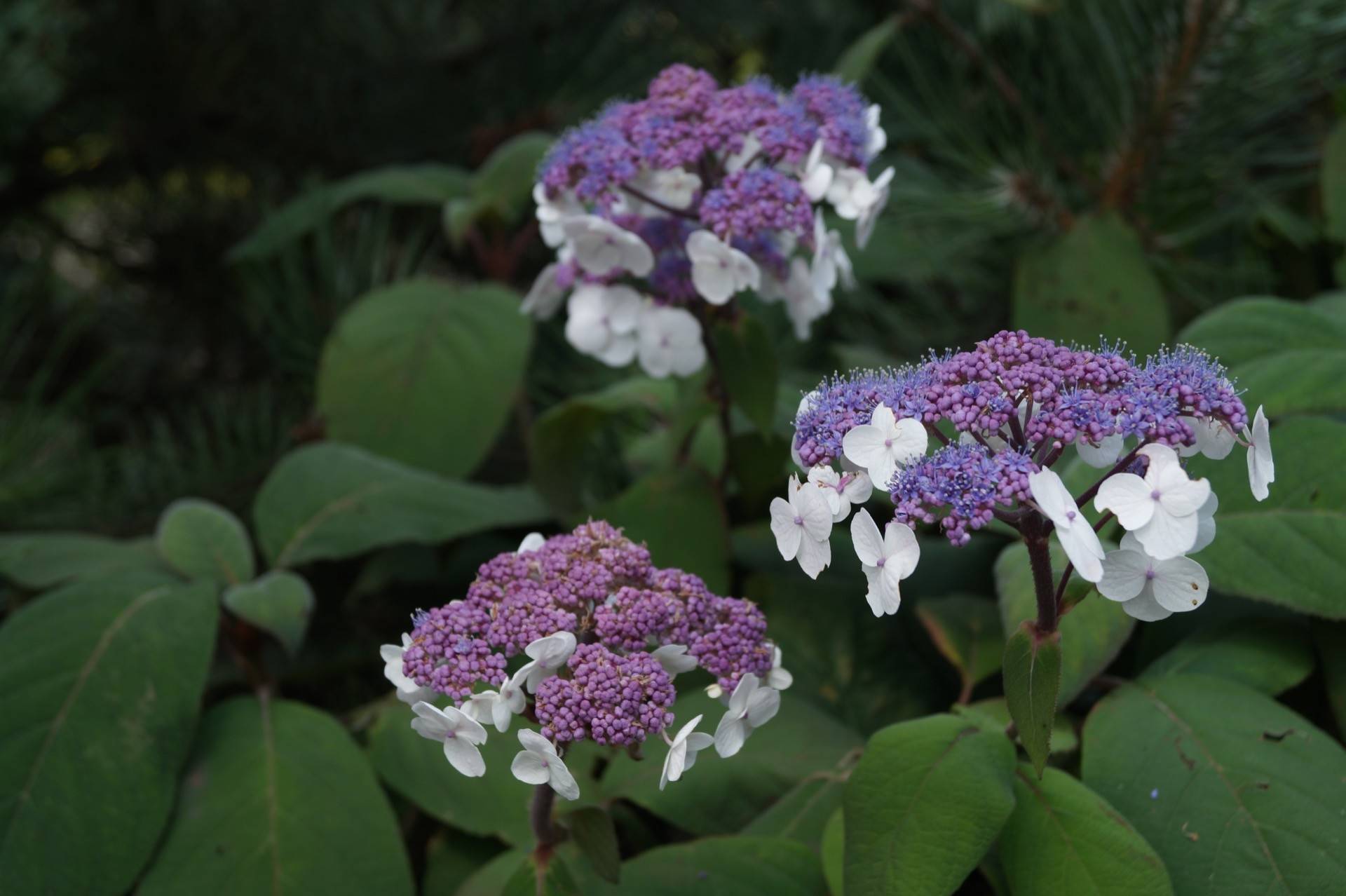 Гортензия aspera macrophylla