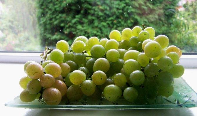 Виноград русбол улучшенный, мускатный: описание сортов, фото, отзывы | сортовед