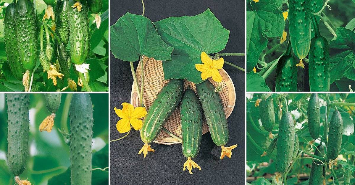 Длинноплодные огурцы: новые устойчивые сорта и особенности их выращивания