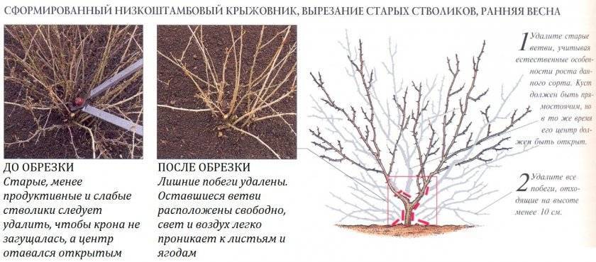 Крыжовник: посадка и уход в открытом грунте, болезни и вредители, подготовка к зиме, секреты выращивания