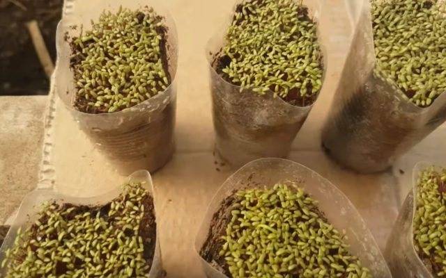 Декоративное растение портулак: выращивание из семян