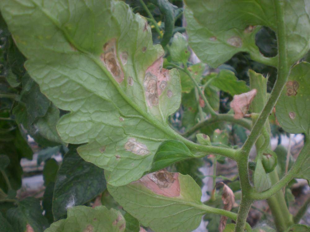 Белокрылка на помидорах в теплице: методы борьбы и причины