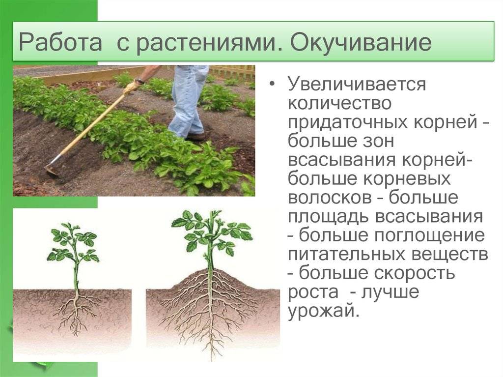 Окучивание растений