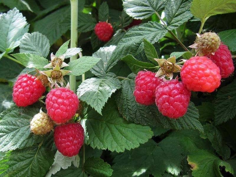 Сорт малины глен ампл, описание сорта с характеристикой и отзывами, а также особенности посадки и выращивания, фото