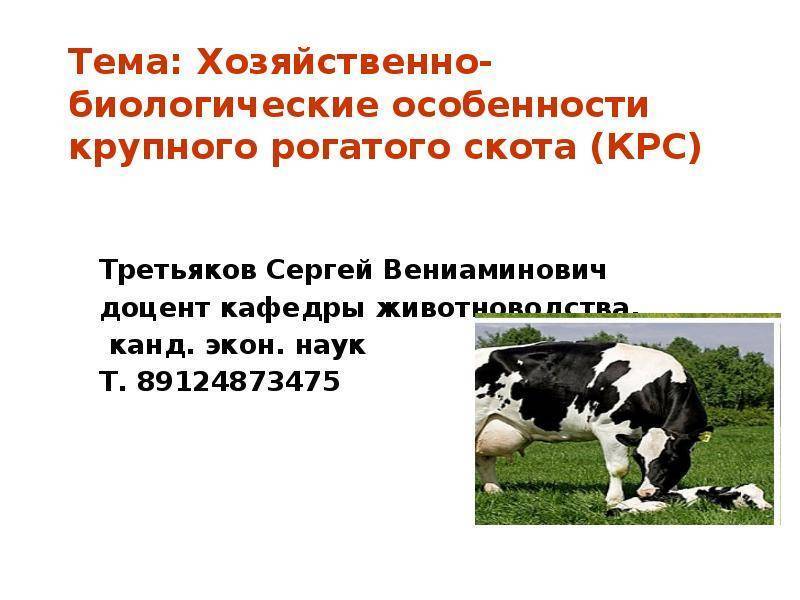 Биологические особенности и продуктивность крупного рогатого скота. реферат. сельское хозяйство. 2014-12-07