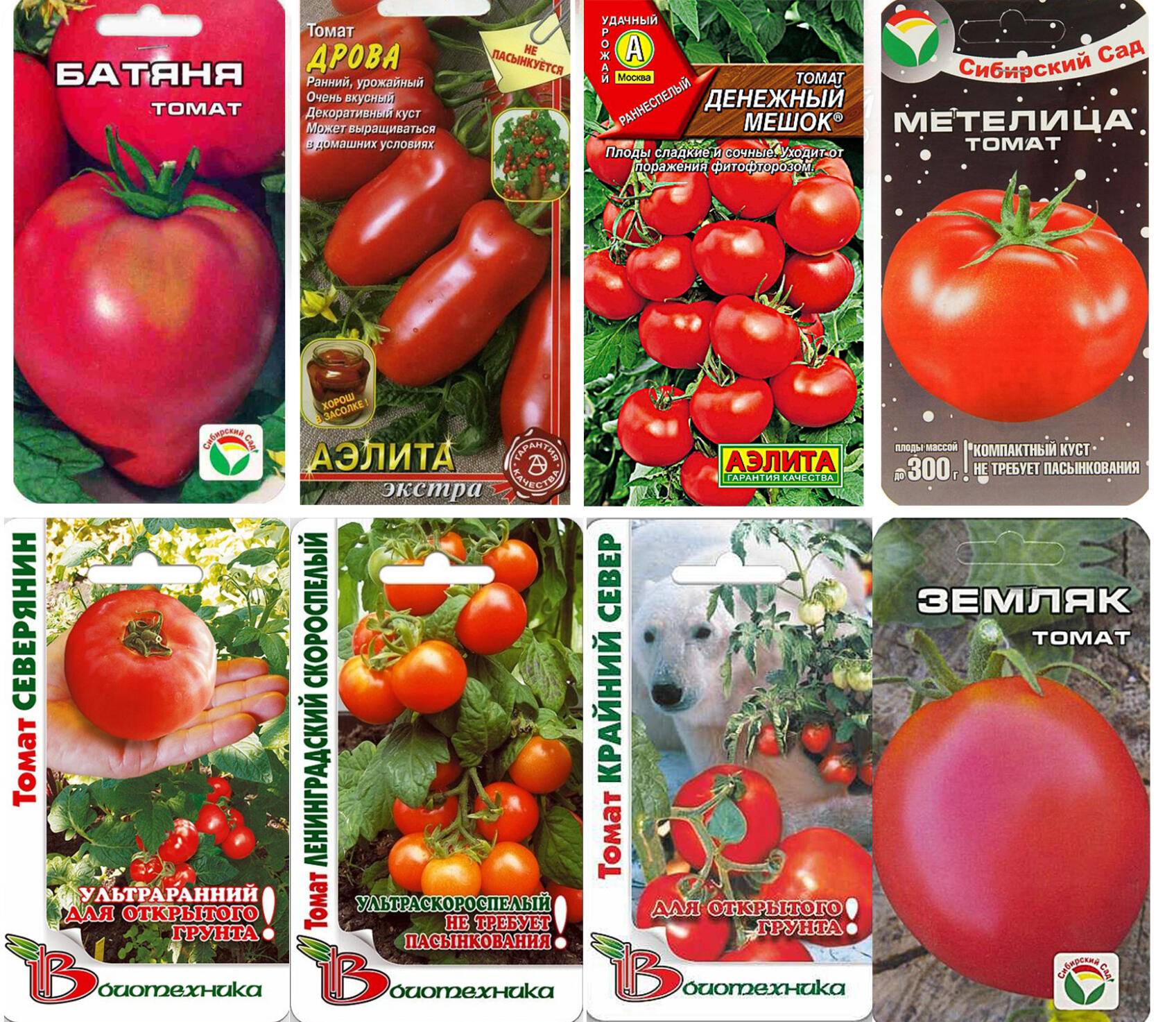 Самые популярные томаты для Сибири