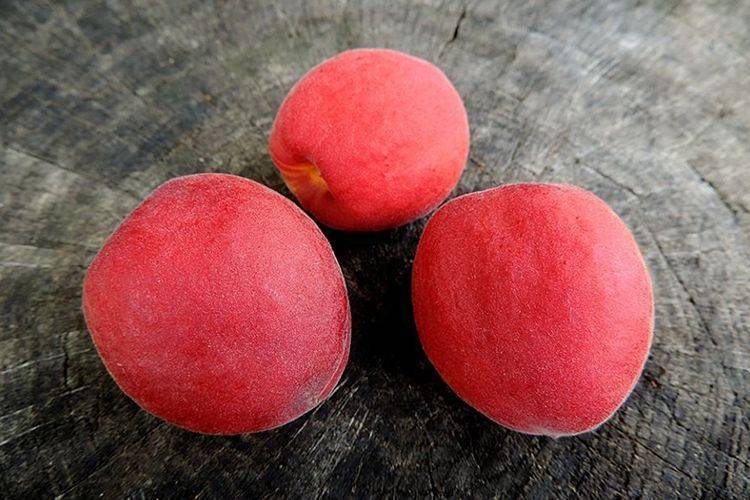 Описание и особенности выращивания абрикоса саратовский рубин