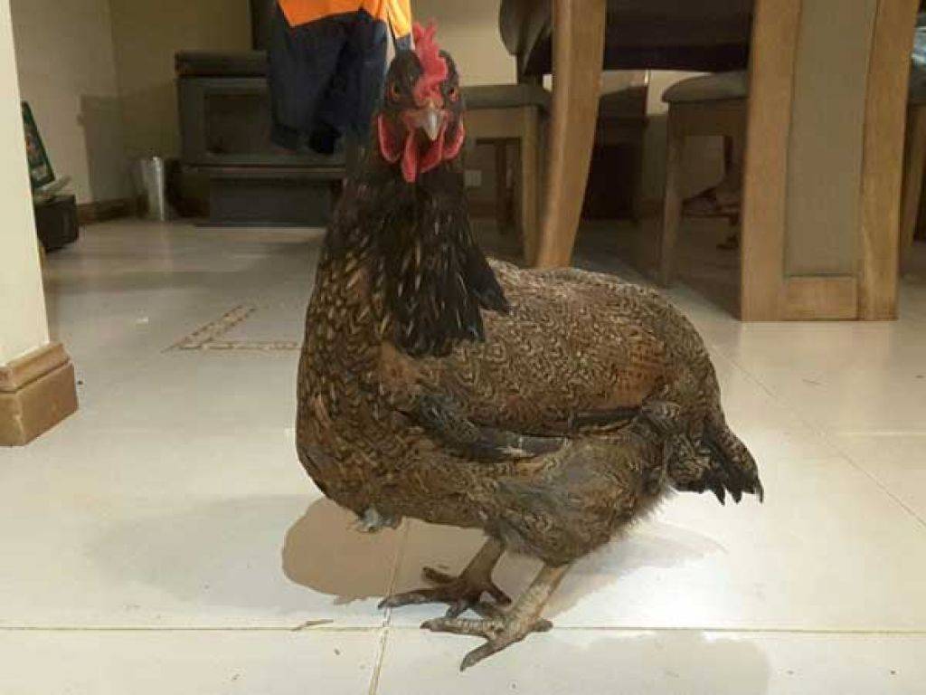 Зоб у курицы увеличен фото