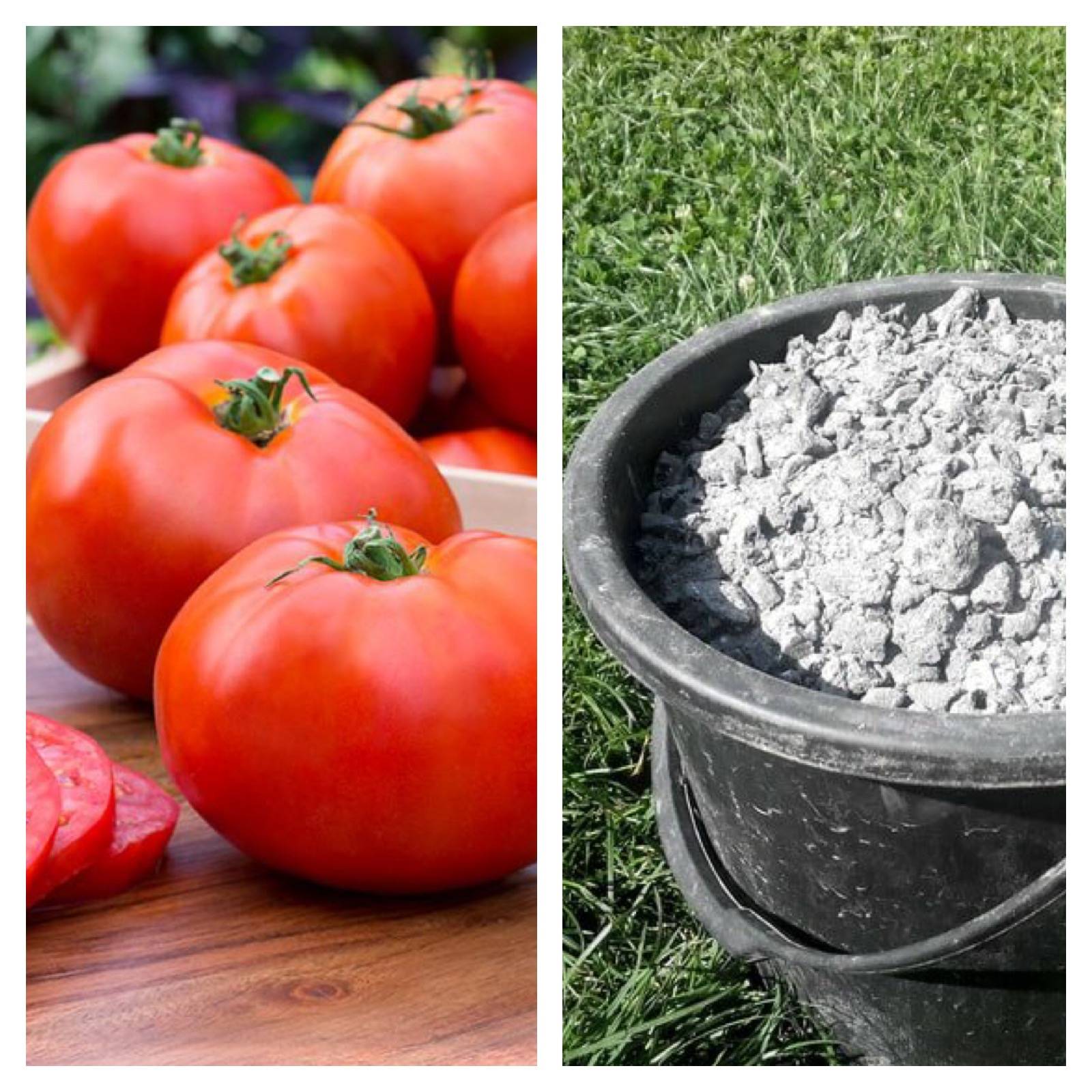 Подкормка томатов золой: преимущества и недостатки удобрения