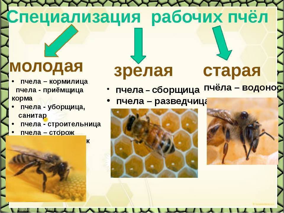 Состав пчелиной семьи. пчелы