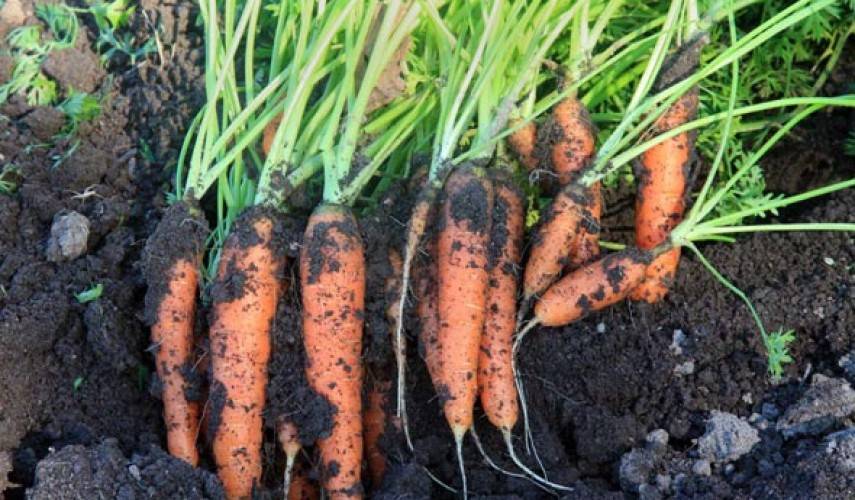 Когда и как сеять (сажать) морковь семенами в открытом грунте, чтобы не прореживать?