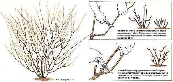 Обрезка гортензии весной для начинающих схемы с подробным описанием