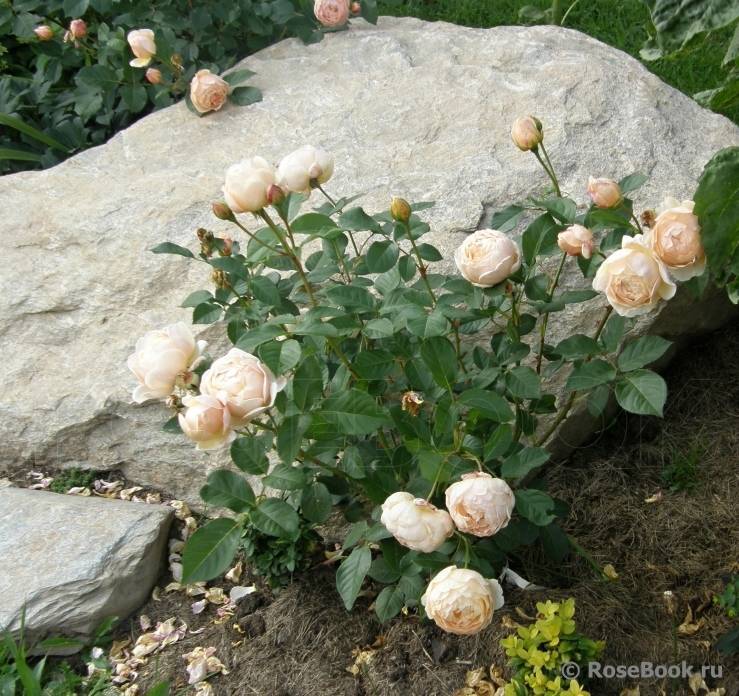 Английская парковая роза jude the obscure (джуд зе обскур)