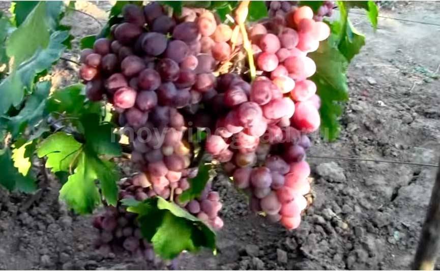 Виноград граф монте-кристо: описание сорта, фото, отзывы, характеристики и особенности выращивания