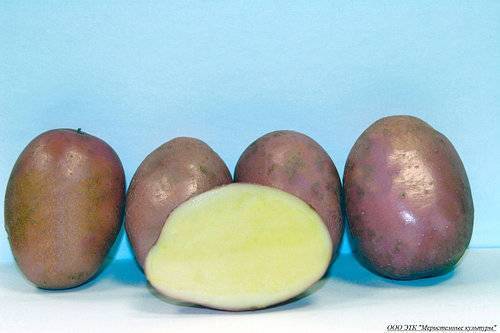 Картофель агата: описание сорта, фото, отзывы, урожайность, уход