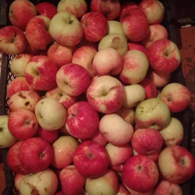 Лучшие сорта яблонь для башкирии фото с названием
