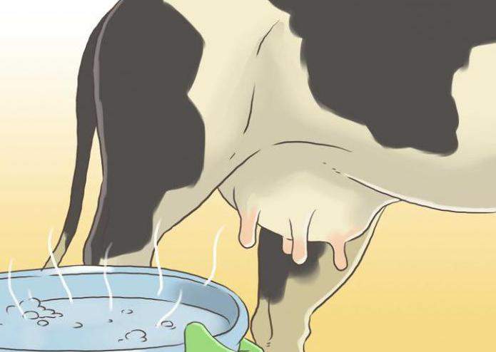 Папилломы у коров: как лечить папилломатоз на вымени и других частях тела