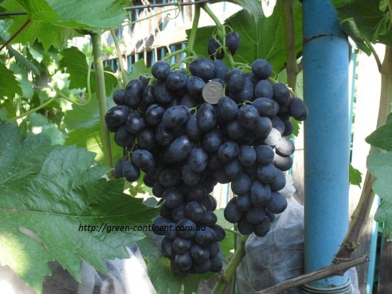 Виноград алиготе: описание и характеристики сорта, плюсы и минусы, выращивание