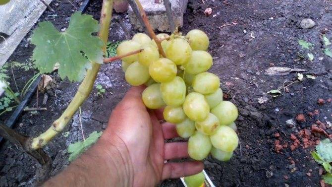 Виноград дарья: описание сорта