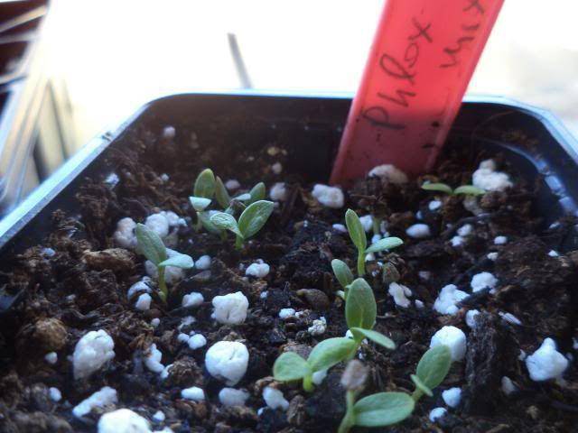 Флоксы однолетние: выращивание из семян, когда сажать на рассаду
