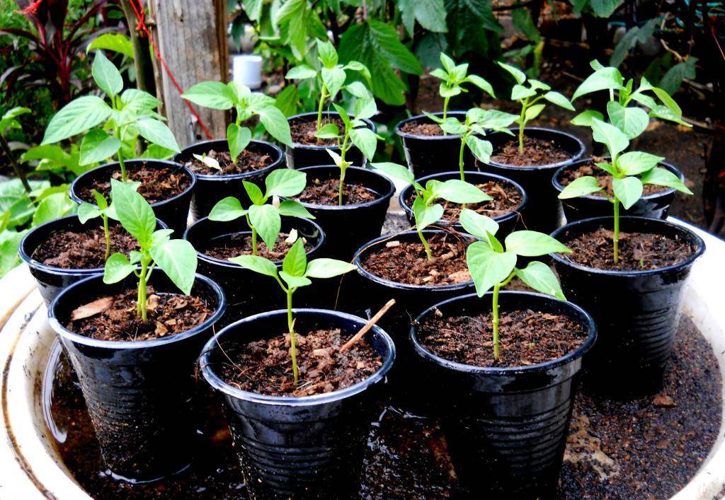 Выращивание рассады перца в домашних условиях: посадка семян и уход