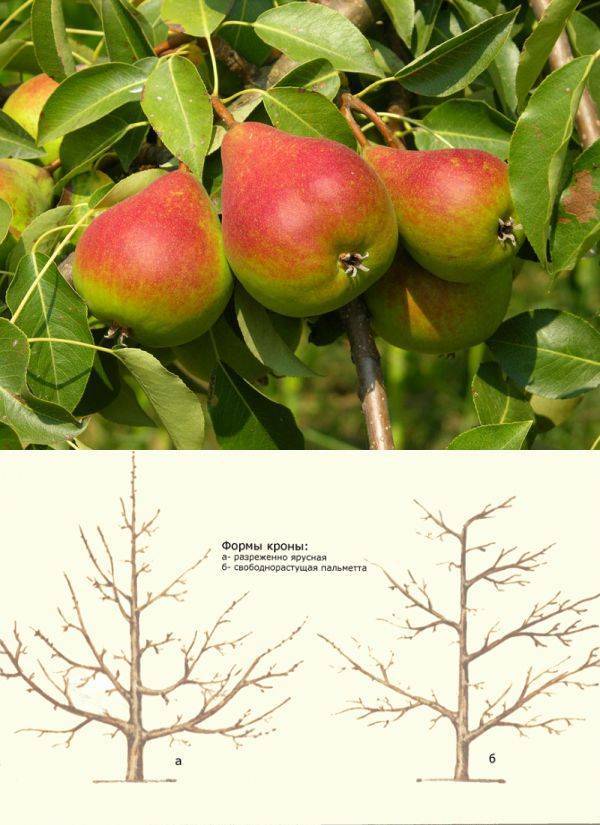 Груша ника: характеристика и описание сорта, особенности посадки и ухода за деревом, фото