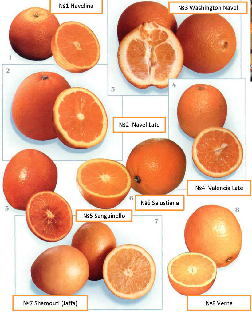 Апельсин овале калабрезе описание сорта фото