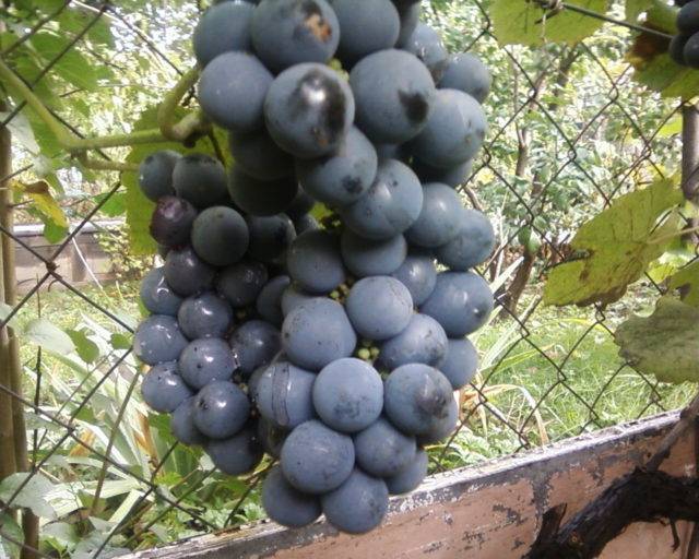 Всё о сорте винограда «альфа» от особенностей выращивания до фото и отзывов о нем