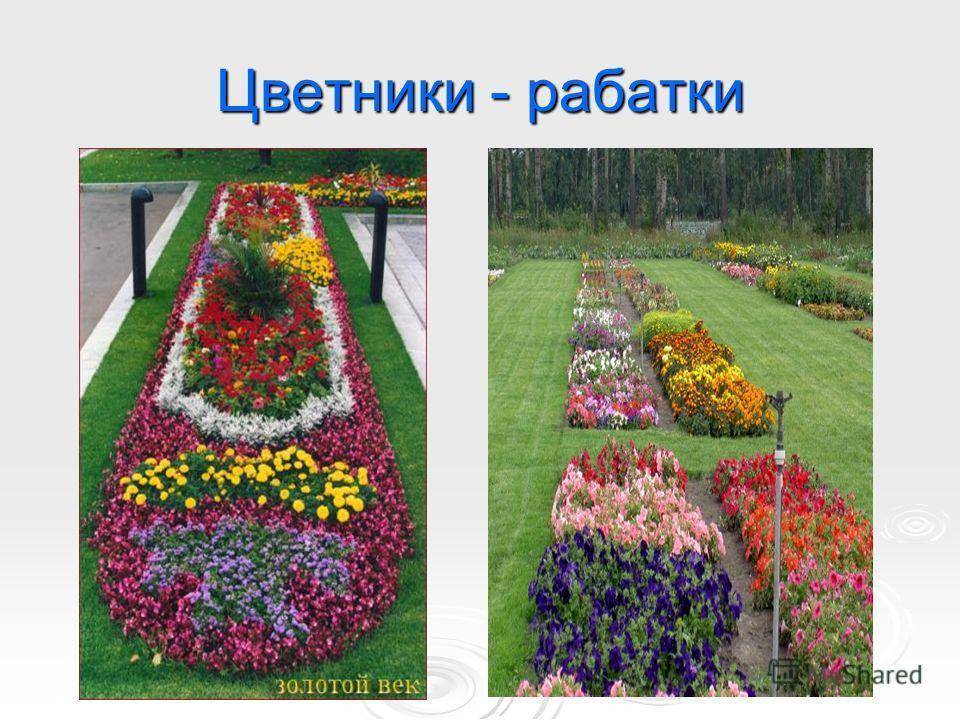 Оформление прямоугольной клумбы однолетними цветами фото и схемы посадки