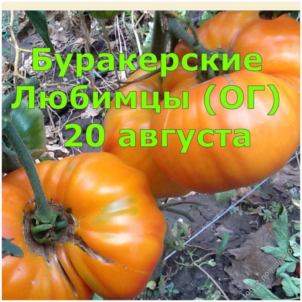 Томат бурракерские любимцы: характеристика и описание сорта, отзывы, урожайность, фото