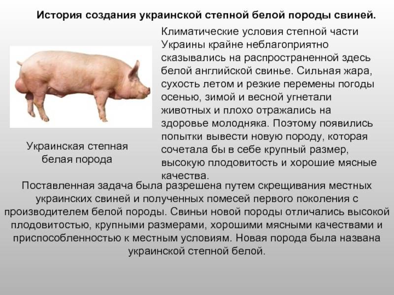 Крупная белая — свиноводство -> породы свиней