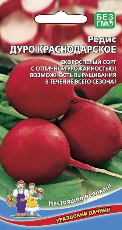 Редис дуро краснодарское: описание, характеристика и фото сорта, история селекционирования, правила выращивания, сбор и хранение урожая, болезни и вредители