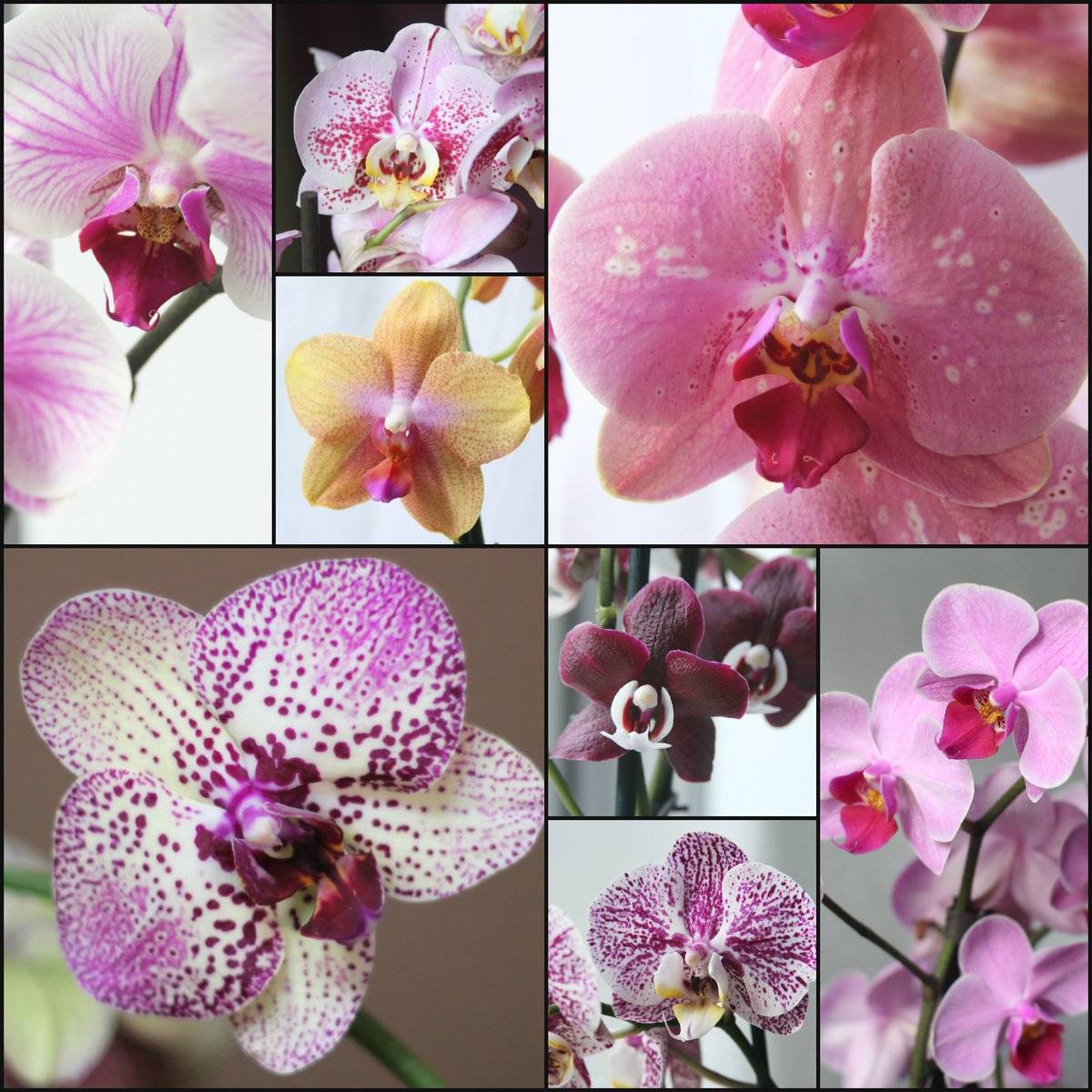 Какие виды орхидей бывают фото и название и описание и фото