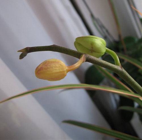 Почему опадают цветы у орхидеи: наиболее частые причины и способы их устранения