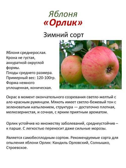 О яблоне спартан: описание сорта, характеристики, агротехника, выращивание