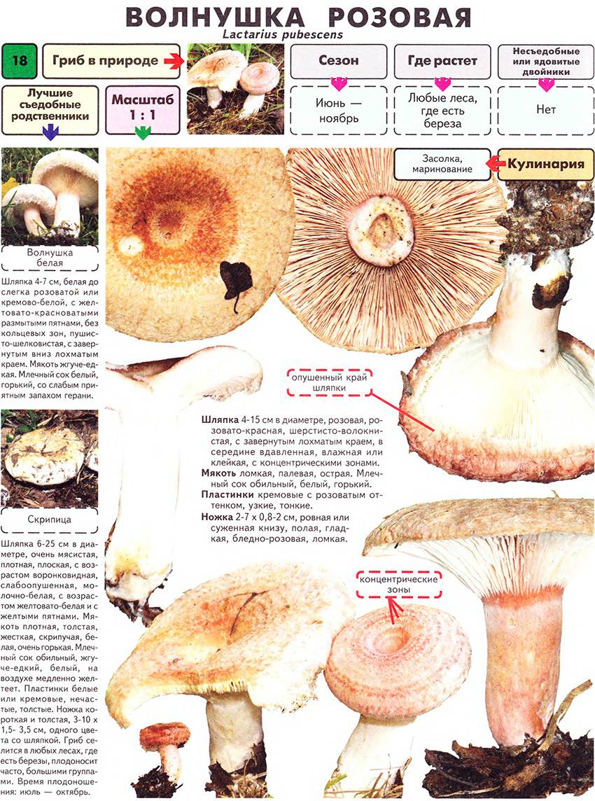 Грибы волнушки: виды, фото, описание, как готовить и как они выглядят