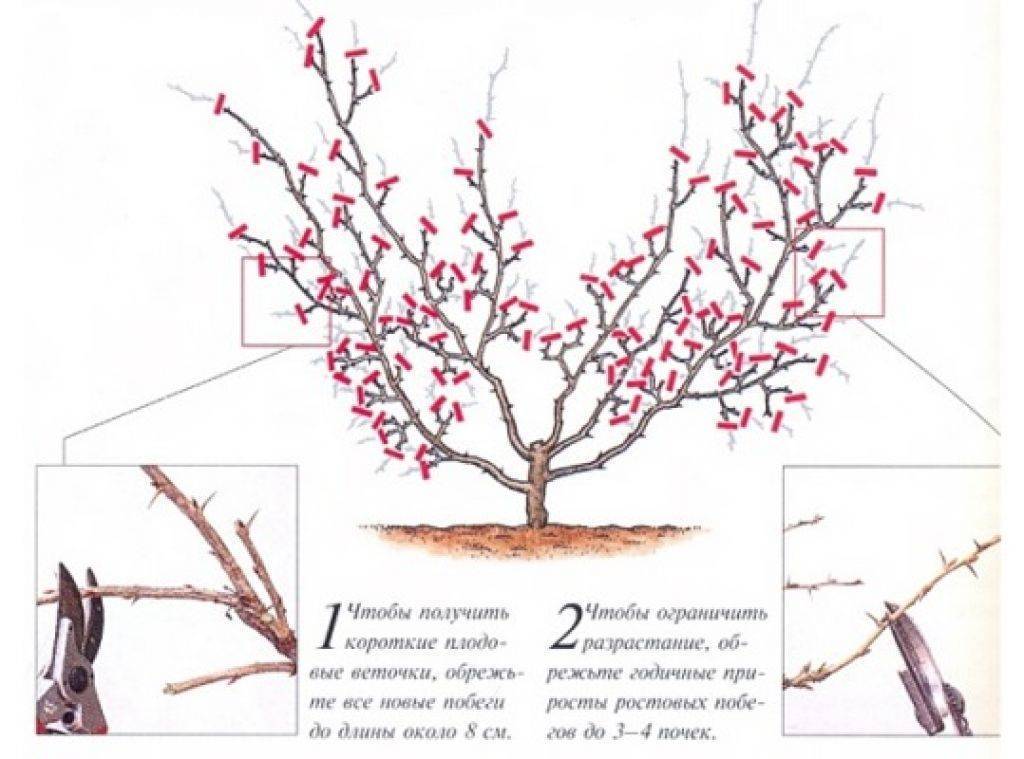 Обрезка смородины осенью для начинающих в картинках пошагово в картинках