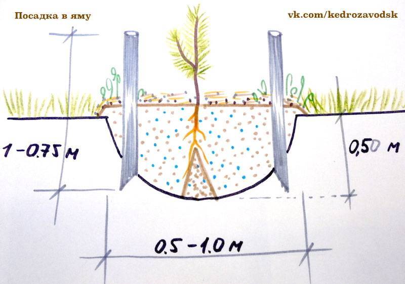 Схема посадки хмеля