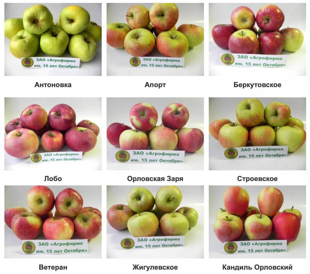 виды яблок с названиями и фото