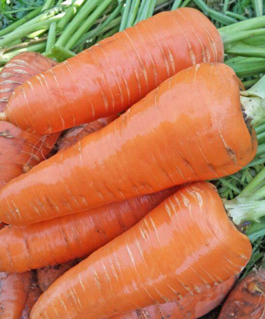 Сорта моркови для хранения на зиму: какой вид лучше выбрать для длительного нахождения в погребе, поздний, ранний либо сладкий selo.guru — интернет портал о сельском хозяйстве