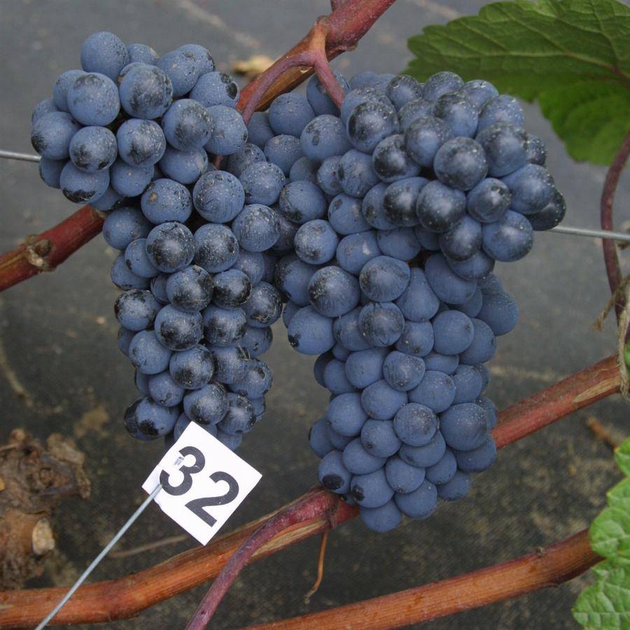 Выращивание сорта винограда селекции Потапенко