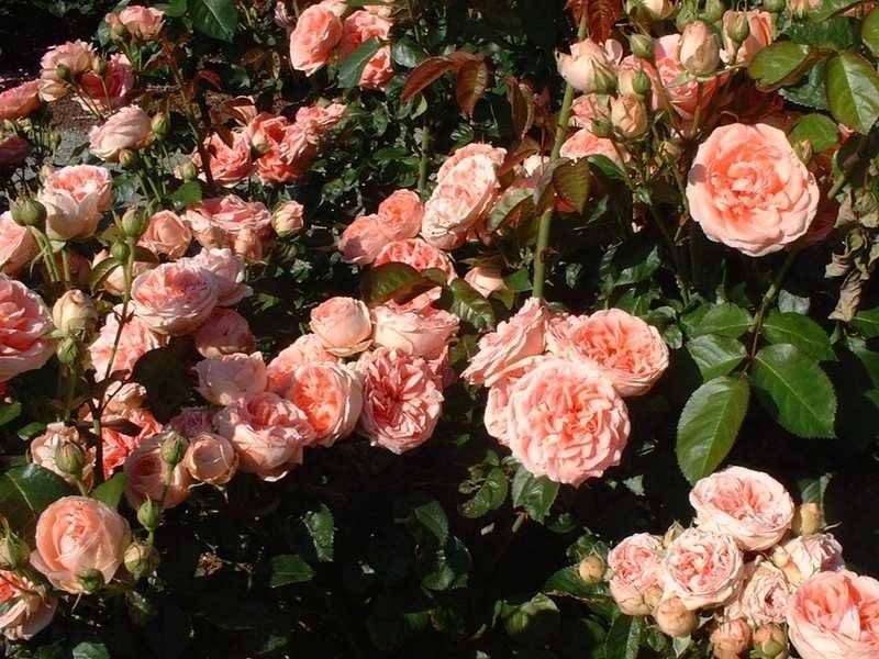 Роза кимоно флорибунда и особенности ухода за ней