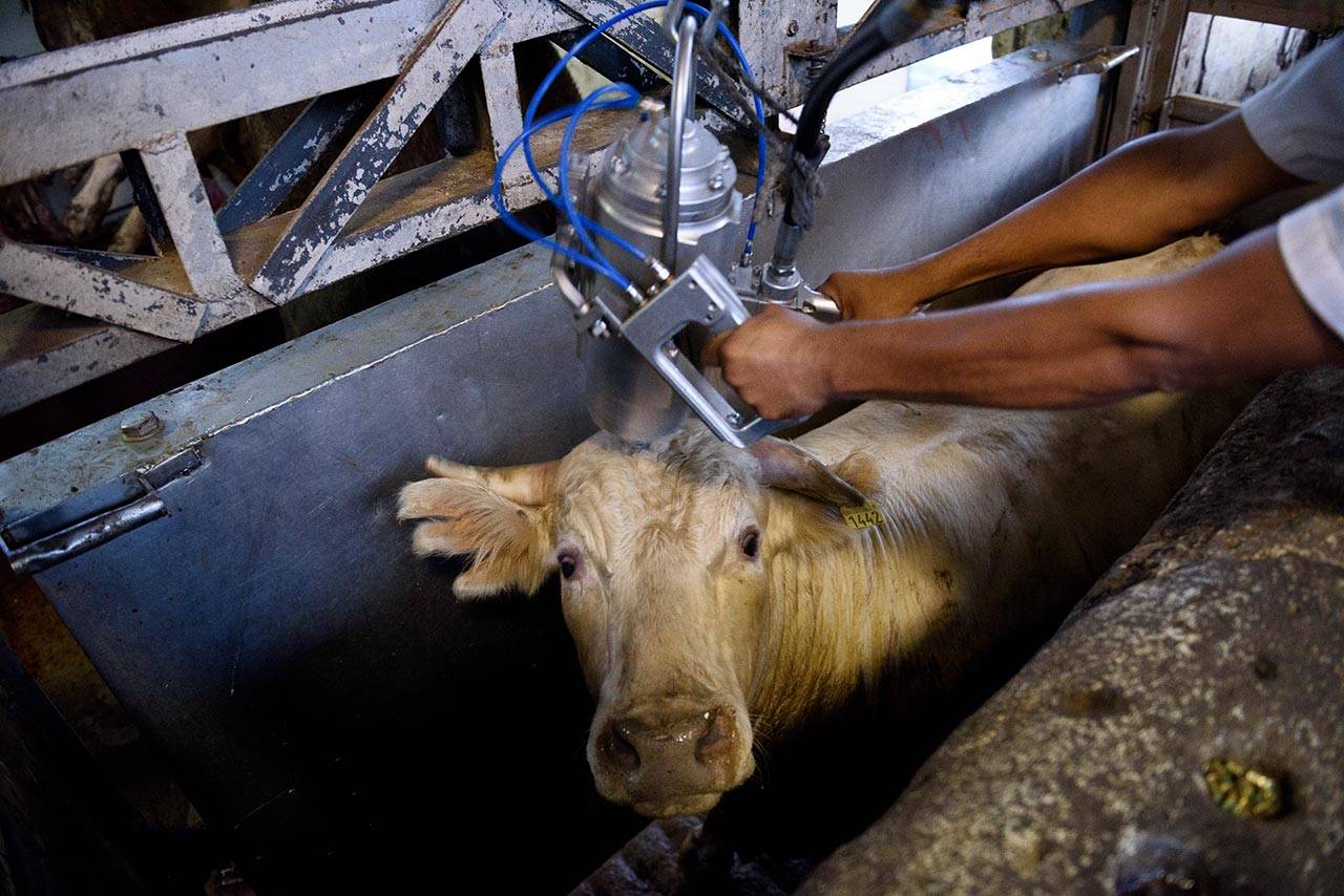 Процентное соотношение мяса и костей в говядине. нормы выхода продуктов убоя животных