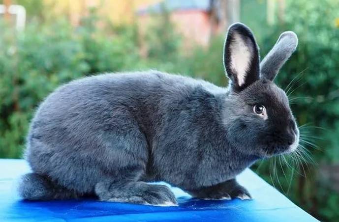 Кролики породы венский голубой: описание, история, особенности вида