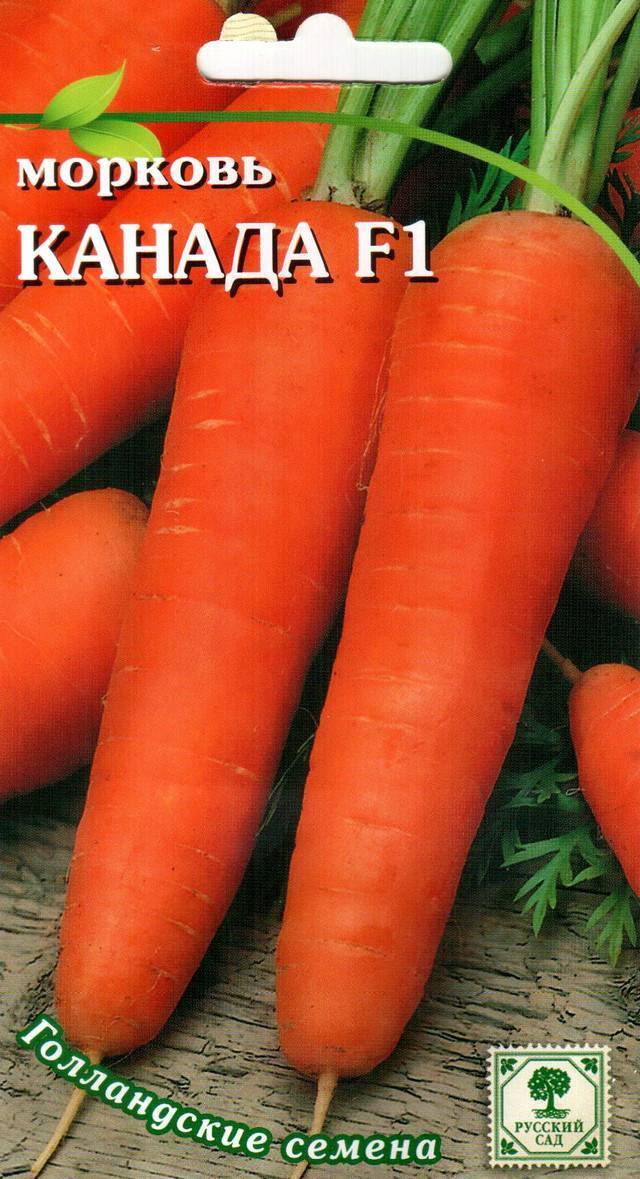 Морковь канада: характеристика и описание сорта, урожайность