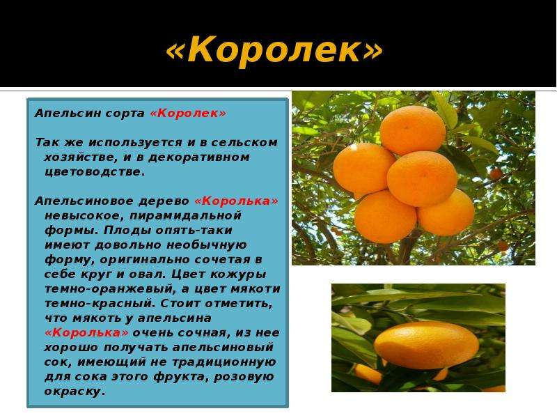 Особенности и свойства гибридного красного апельсина