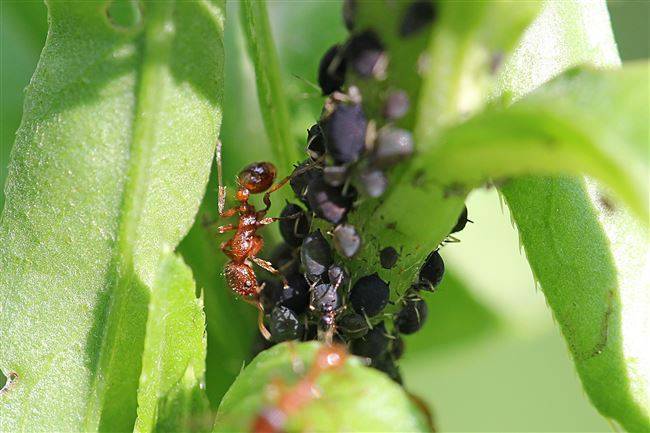 Борьба с муравьями: лучшие «народные» способы | огородники