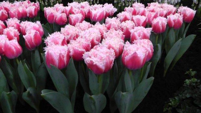 Классы тюльпанов с фото и описанием: выбираем тюльпаны для посадки в свой сад