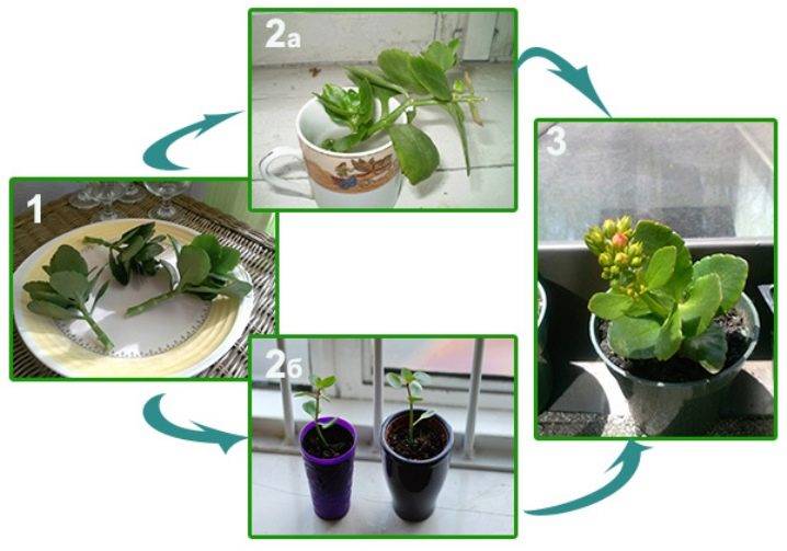 Как заставить цвести каланхоэ в домашних условиях фото пошагово